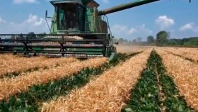 Intercultivo de soja en trigo: una alternativa válida para el sur bonaerense