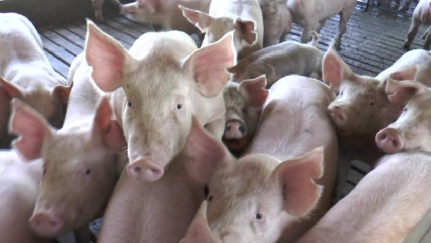China: alerta por un nuevo brote de peste porcina