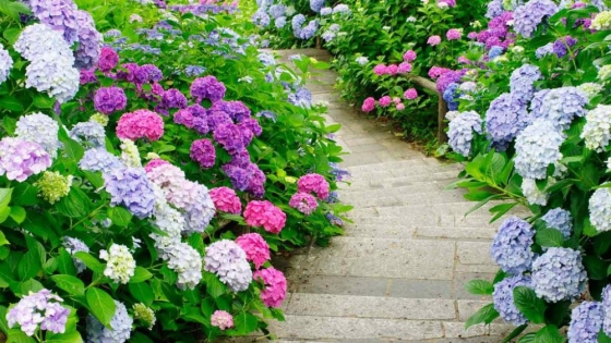 El truco con sulfato ferroso que transforma las hortensias y su color en pocos días