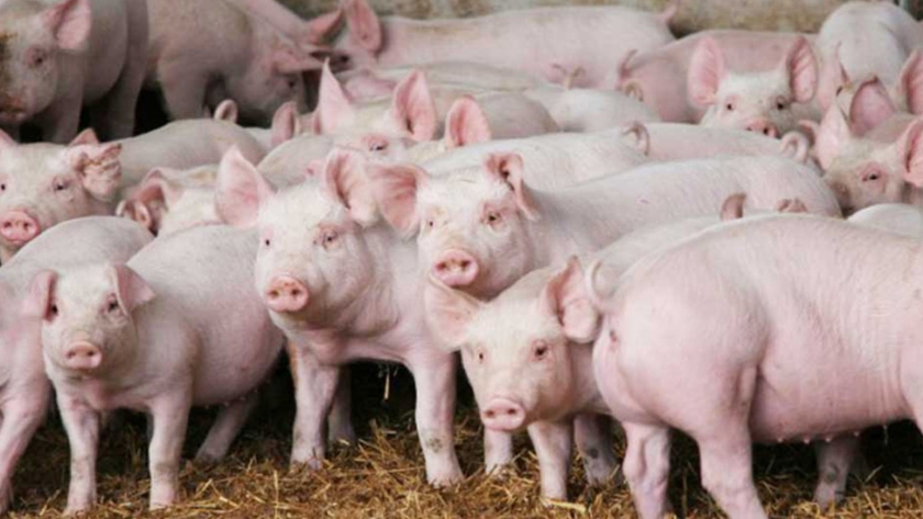 La producción de carne de cerdo china supera las expectativas en 2020, después del golpe de la peste porcina