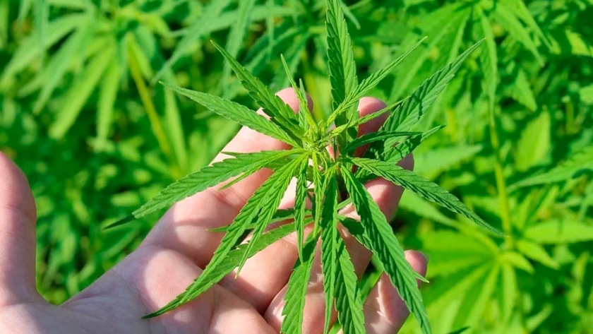 La producción de cannabis light es legal en Italia