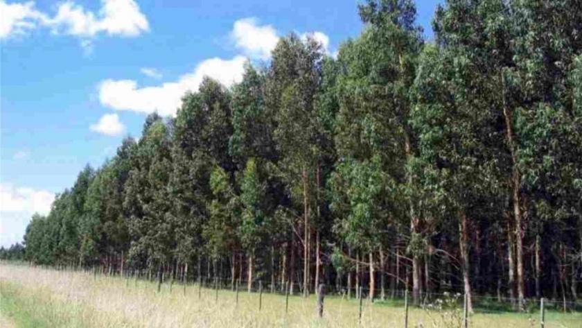 Propuesta nacional: Plantación de 100 millones de árboles