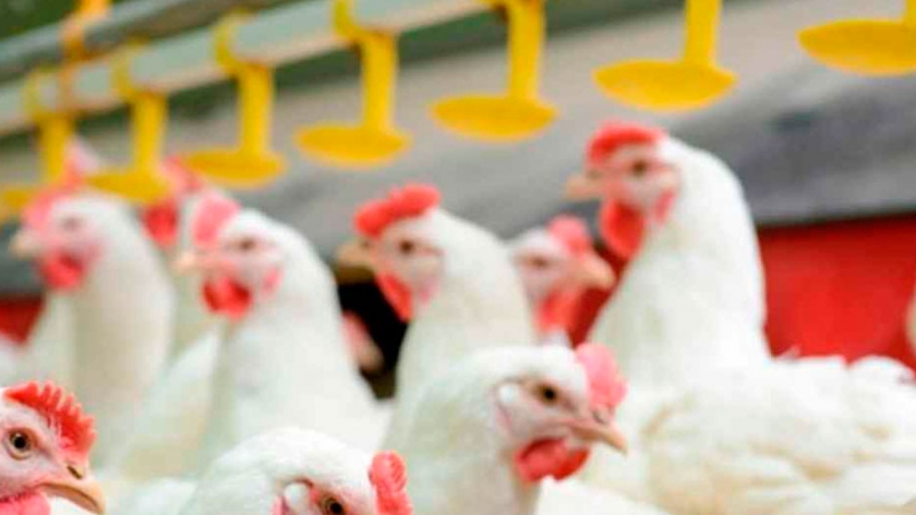 Creció la producción avícola