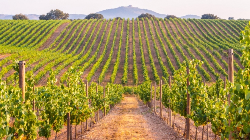 Se viene el primer Encuentro Regional del Turismo del Vino