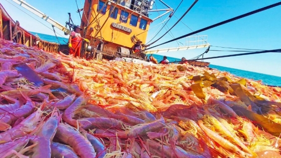 El langostino patagónico impulsa la pesca argentina, pero el sector pide cautela ante un repunte irregular