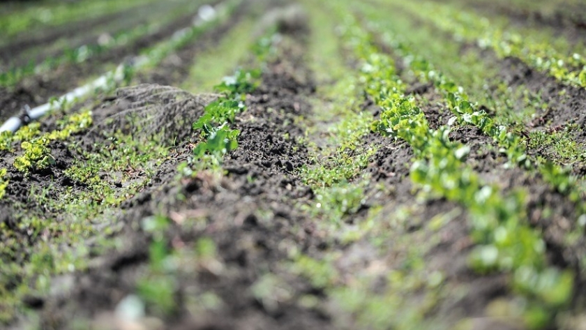 Comienza un nuevo curso virtual sobre agroecología