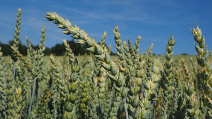 La cosecha de trigo en Francia, entre las más bajas de los últimos años