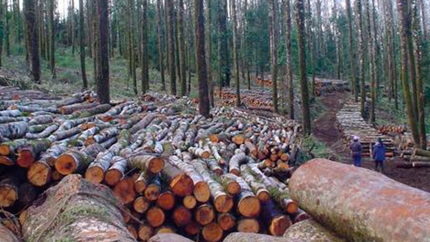 El 80% de la actividad forestal está parada