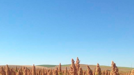 <Andalucía aspira a convertirse en la despensa de quinoa de toda Europa