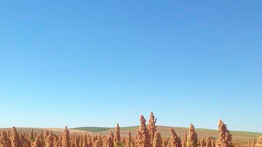 Andalucía aspira a convertirse en la despensa de quinoa de toda Europa