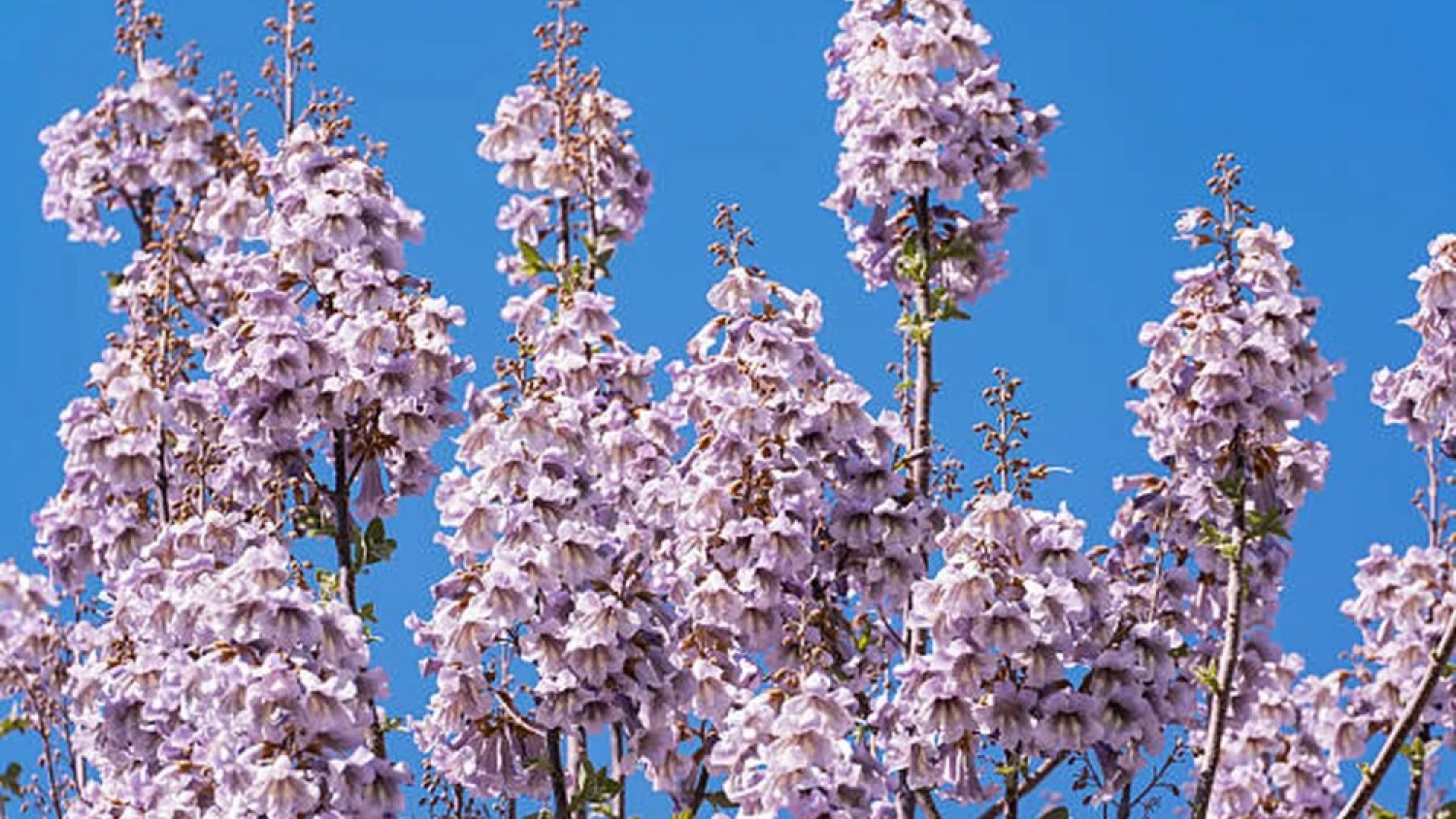 Paulownia: el árbol que crece en semanas y da sombra