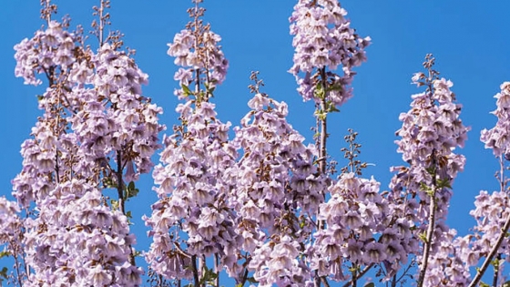 Paulownia: el árbol que crece en semanas y da sombra