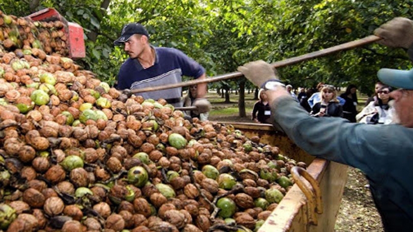 Nuez, el fruto seco que crece en Mendoza y que deberías comer a diario