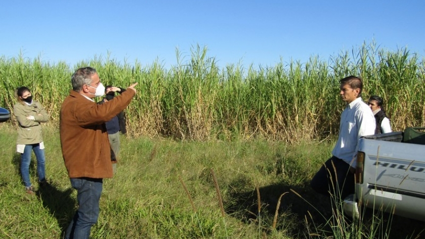 La Provincia avanza con el Proyecto Semilleros para Pasturas destinado a pequeños productores ganaderos