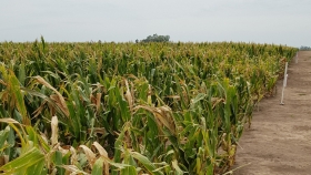 Argentina implementa plan piloto para certificación de semilla experimental de maíz