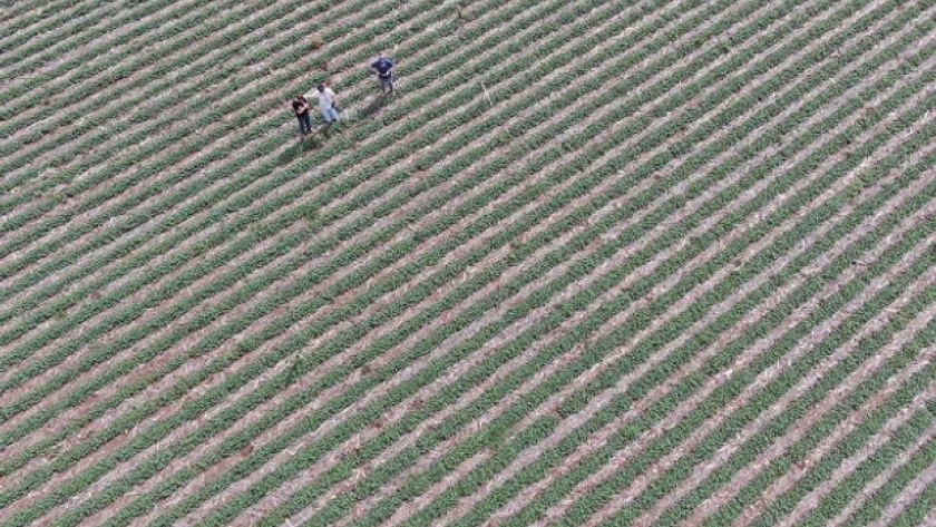 Experiencia aérea: cómo ahorrar más de US$ 2000 para controlar malezas en un lote de 87 hectáreas