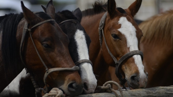 Microchip obligatorio y documentos digitales: qué cambia para los equinos desde 2027