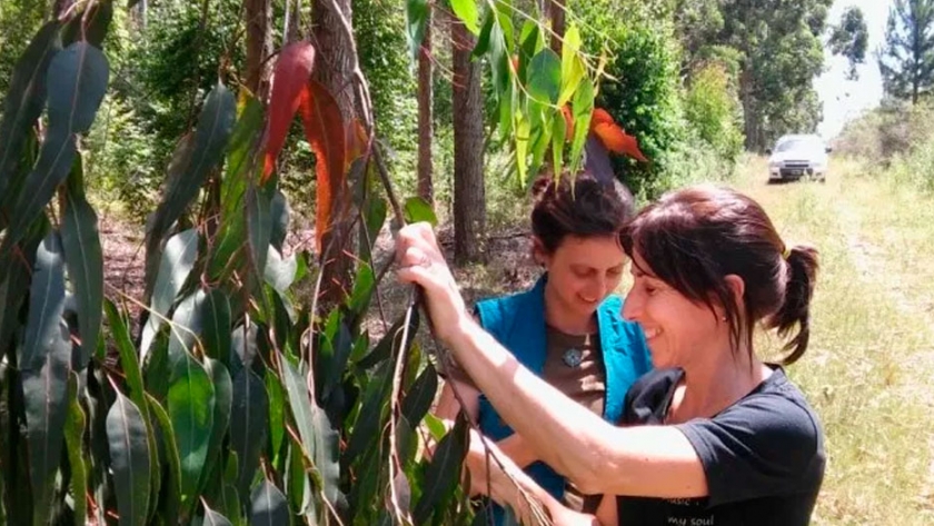 Investigadores del INTA logran avances promisorios en el control biológico de la avispa de la agalla