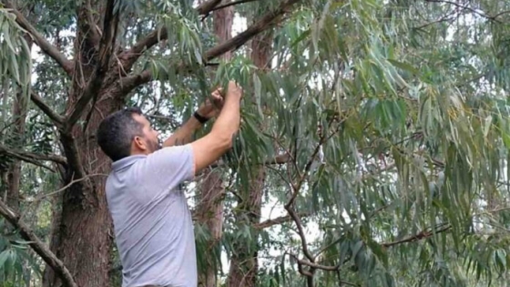 Chinche del eucalipto: investigadores argentinos desarrollaron un parasitoide como biocontrolador