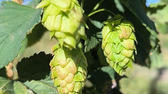 El lúpulo se afianza como cultivo emergente en Neuquén: ensayo exitoso en San Patricio del Chañar
