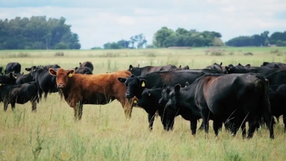 Agropecruz 2021 comienza a rodar con la llegada de los primeros bovinos cebuinos