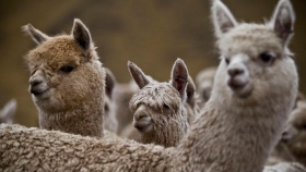 El proyecto peruano que busca clonar alpacas para mejorar su carne y su lana