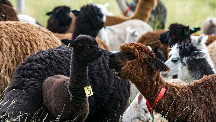 Obtienen tecnología para reproducción de alpacas macho en Puno