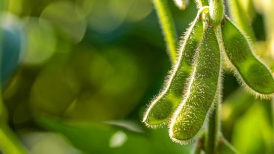 El acuerdo entre China y Estados Unidos disparó la soja: subió $10.000 y alcanzó los $490.000 por tonelada en Rosario