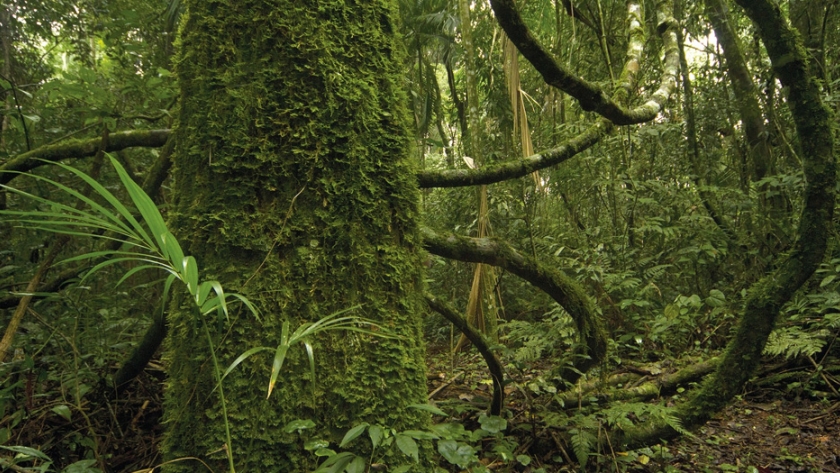 Finanzas climáticas para América Latina y el Caribe