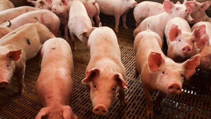 Pandemia y costos obligan ajustar esquemas