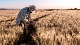 Se prevén condiciones climáticas alentadoras para la siembra del trigo