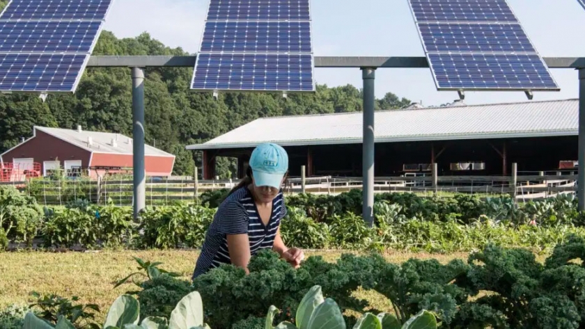 Agrovoltaica: Energía Solar, Desarrollo y Agricultura Sostenible