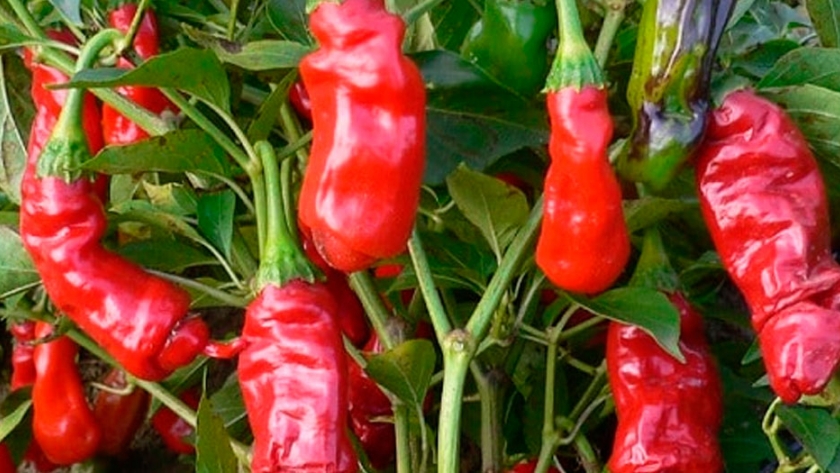 Cultivo de la pimienta cayena