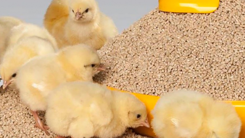 Efecto de un absorbente de micotoxinas en el pienso para pollos contaminados con T-2