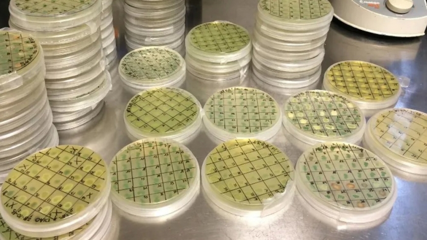 Instalan una planta de producción de levaduras nativas para vinos