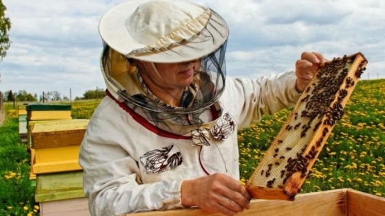 Apoyo a apicultores: $322 millones para más de 2.500 productores