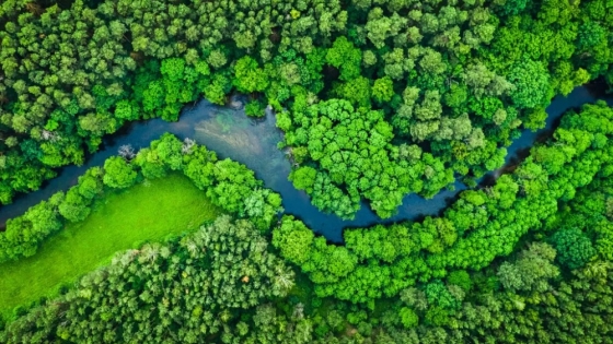 Bosques mixtos: 70% más eficientes para almacenar carbono que los monocultivos