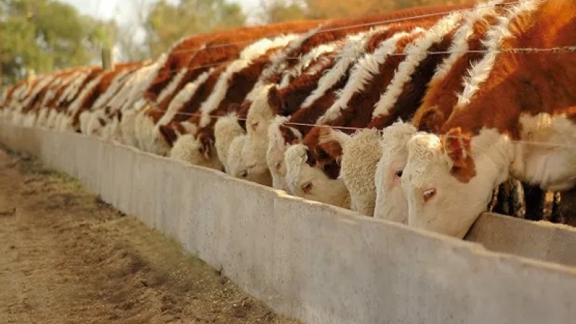 Para automatizar y profesionalizar: el software que revoluciona la gestión de feedlot