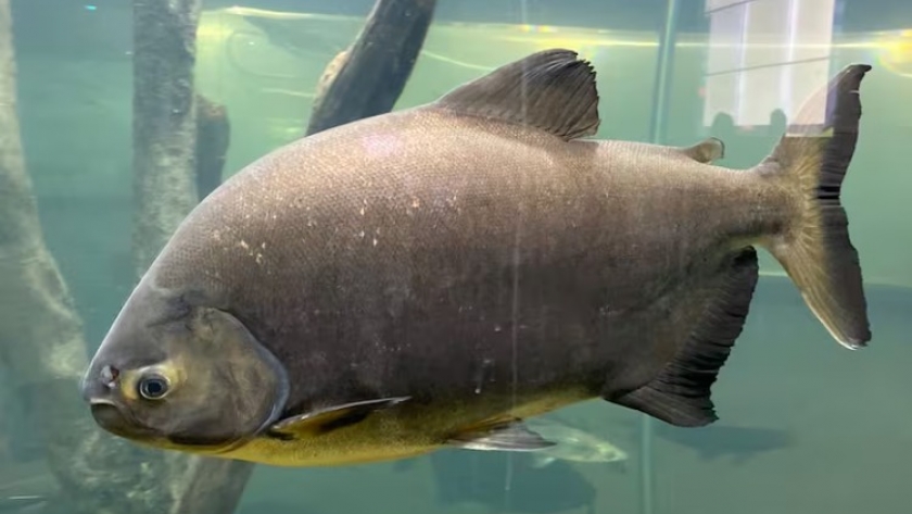 Patagonia marca un hito en la acuicultura sostenible con la exportación de pacú arrocero a EE.UU.