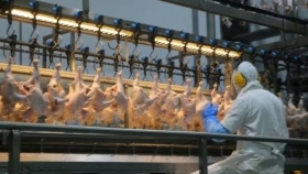 El Reino Unido reabre su mercado a la carne aviar argentina tras reconocer al país libre de influenza aviar
