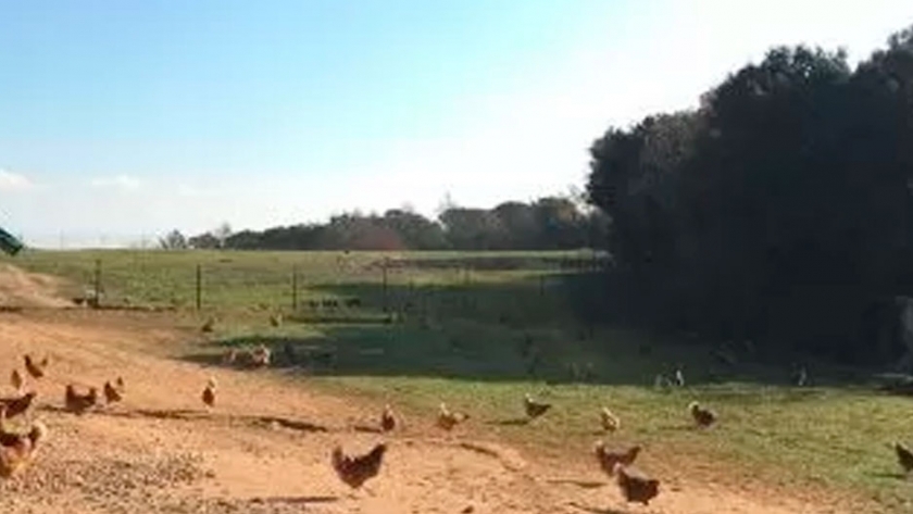 El auge de la Avicultura Ecológica de Puesta