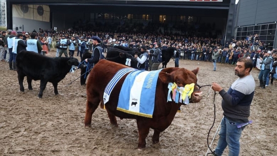 Padrino se consagró como el Gran Campeón Macho Angus en la Exposición Rural de Palermo 2025