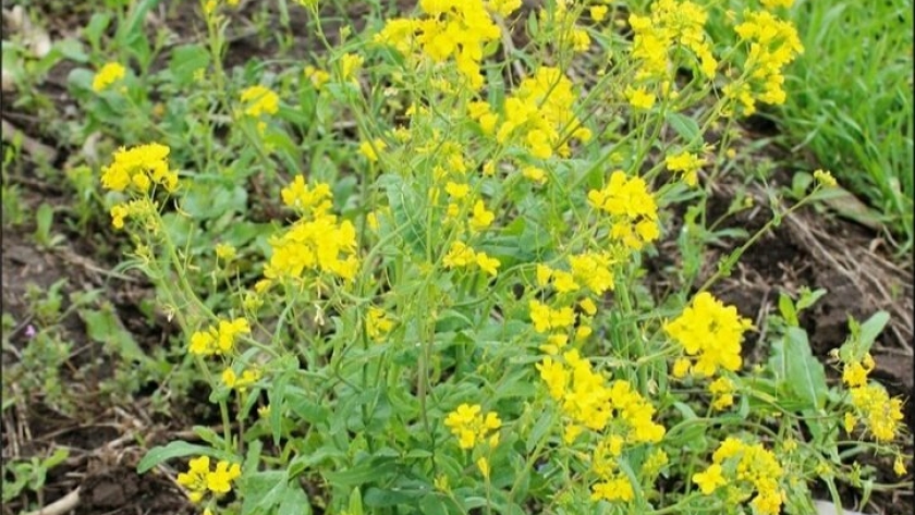 Primer caso mundial de resistencia de Brassica rapa a flurocloridona en el sudeste de Buenos Aires