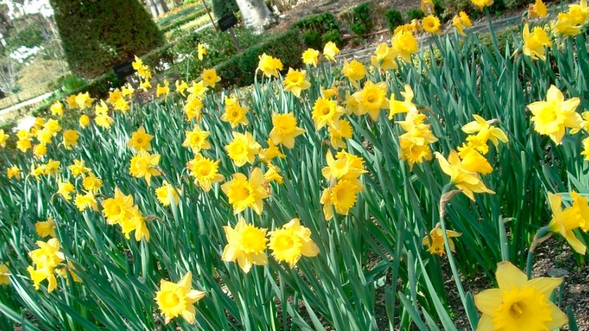 Narcisos, necesidades de cultivo