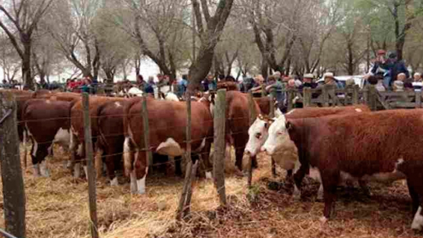 Vuelven los remates físicos de hacienda bovina en Santa Fe