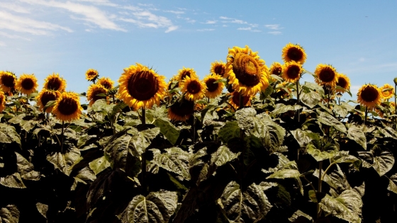 Argentina refuerza los controles para evitar el ingreso del jopo, la maleza que amenaza la producción de girasol