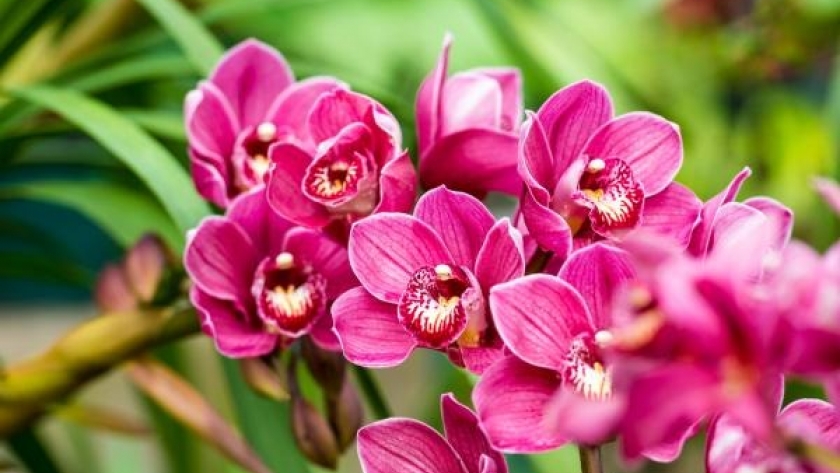 Los secretos del cuidado de las orquídeas