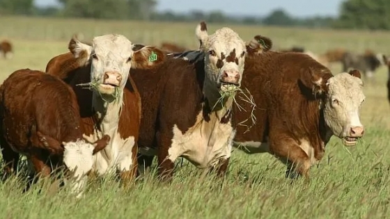 INTA impulsa “Ganadería ConCiencia” para mejorar la eficiencia y medir el impacto ambiental del sector