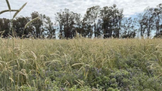Productores miden el carbono en el campo y ajustan sus prácticas para mejorar la productividad y anticiparse a exigencias ambientales