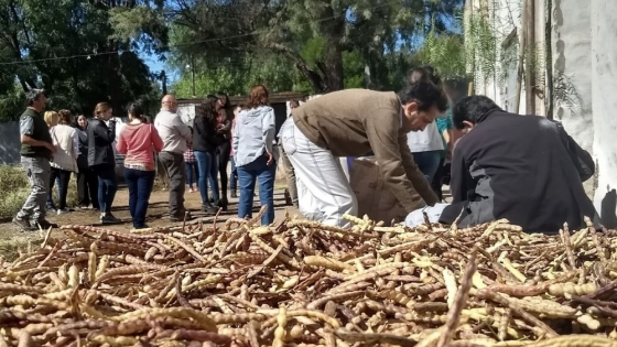 En la Reserva de Ñancuñan, la harina de algarroba amasa un futuro para 500 familias